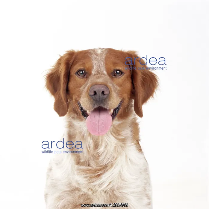  : BRITTANY DOG - Close up head