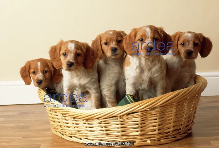 : Brittany Dog - puppies : Brittany Dog - puppies