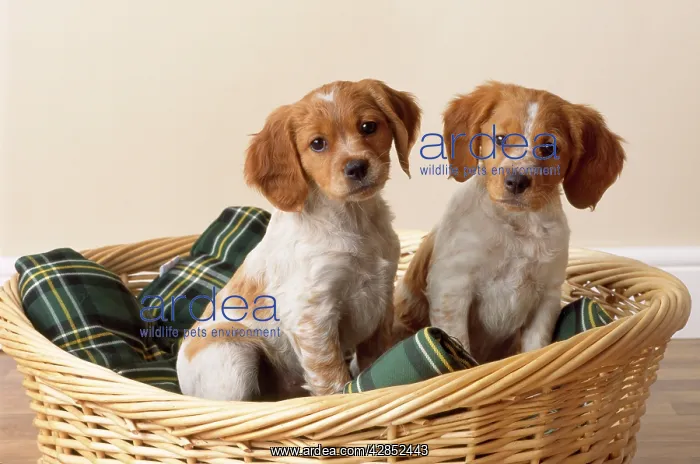  : Brittany Dog - puppies in basket