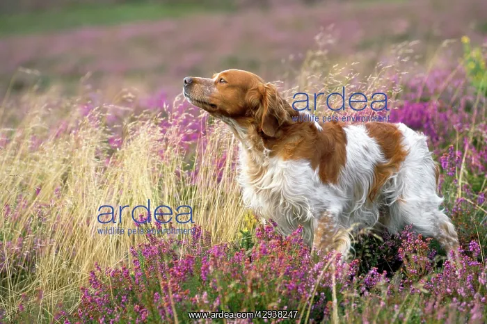  : Brittany Dog - sniffing the air