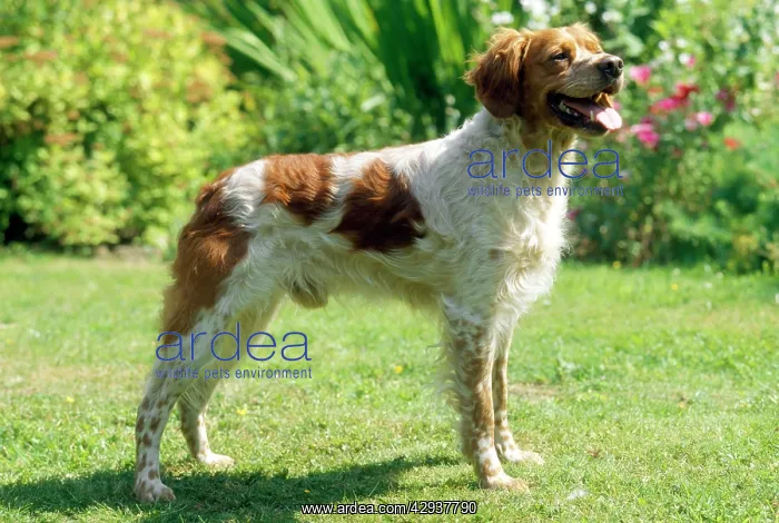  : BRITTANY DOG - STANDING SIDE ON