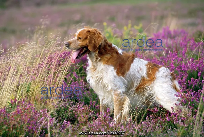  : BRITTANY DOG - side view in heath