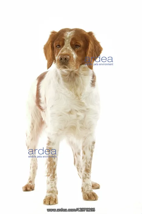  : Brittany  /  Epagneul Breton DOG