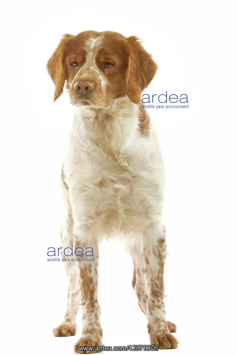  : Brittany  /  Epagneul Breton DOG