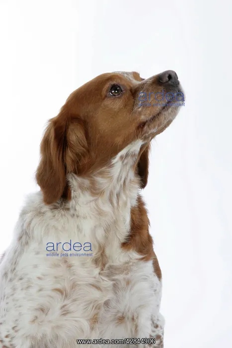  : Brittany  /  Epagneul Breton DOG - female