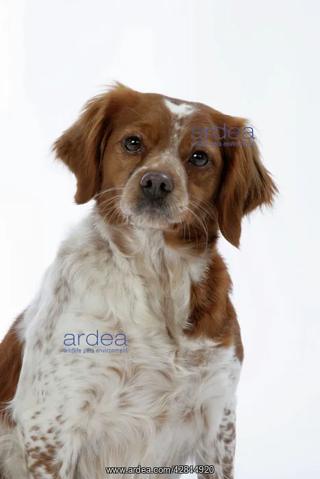  : Brittany  /  Epagneul Breton DOG - female