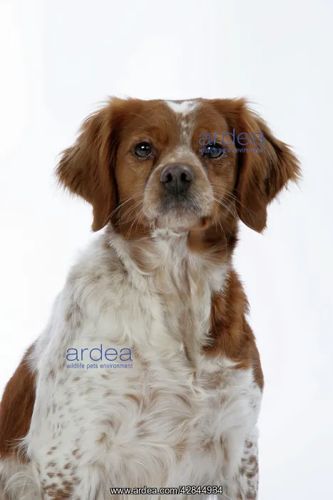  : Brittany  /  Epagneul Breton DOG - female