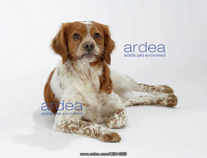  : Brittany  /  Epagneul Breton DOG - female lying down