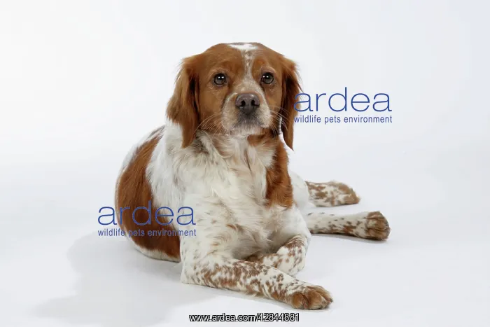  : Brittany  /  Epagneul Breton DOG - female lying