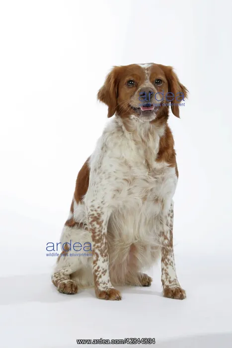 : Brittany  /  Epagneul Breton DOG - female, sitting