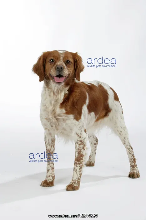  : Brittany  /  Epagneul Breton DOG - female standing