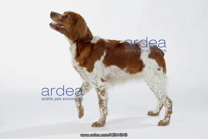 : Brittany / Epagneul Breton DOG - female standing, side view : Brittany / Epagneul Breton DOG - female standing, side view