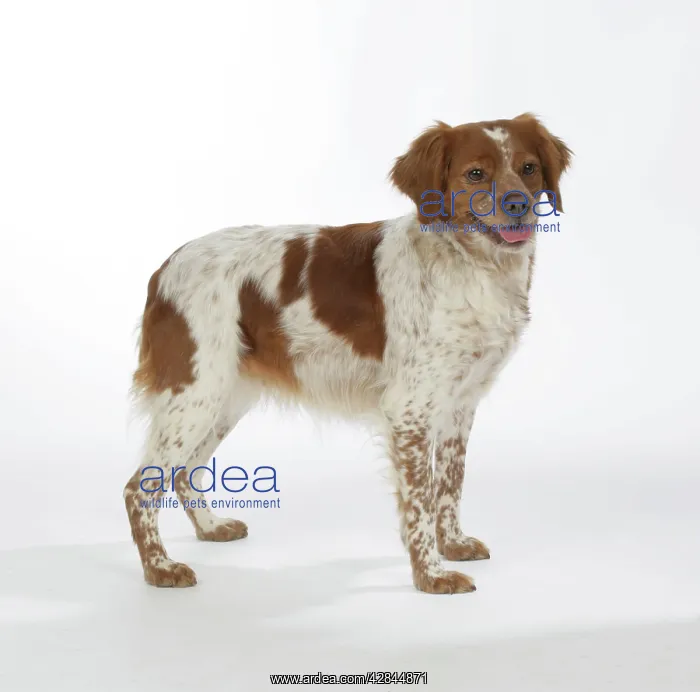 : Brittany / Epagneul Breton DOG - female standing, side view : Brittany / Epagneul Breton DOG - female standing, side view