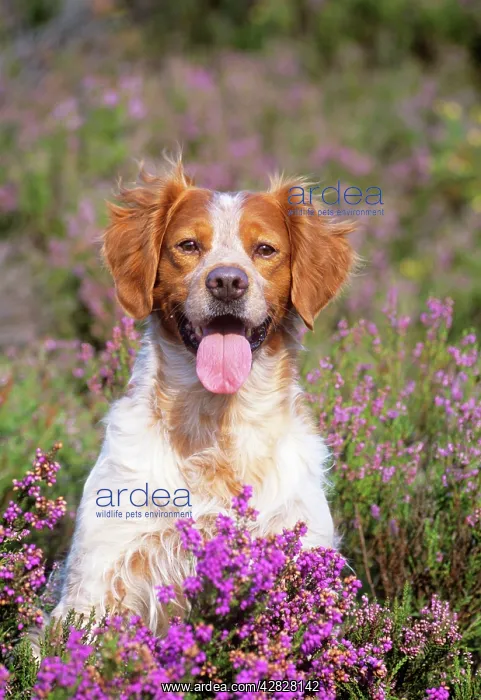  : Brittany  /  Epagneul Breton Dog - in heather