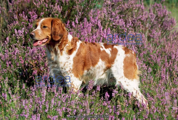  : Brittany  /  Epagneul Breton Dog - in heather