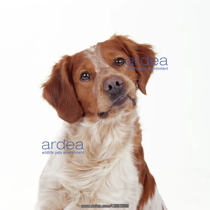 : BRITTANY / Epagneul Breton - head on side. Dog : BRITTANY / Epagneul Breton - head on side. Dog
