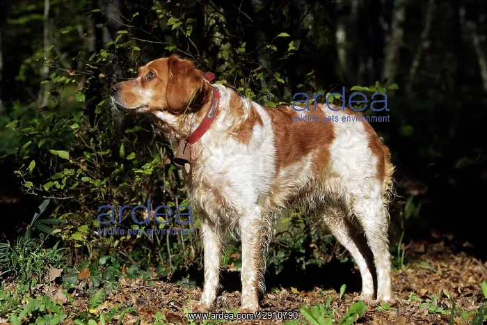 : Brittany Spaniel - with bell around neck : Brittany Spaniel - with bell around neck