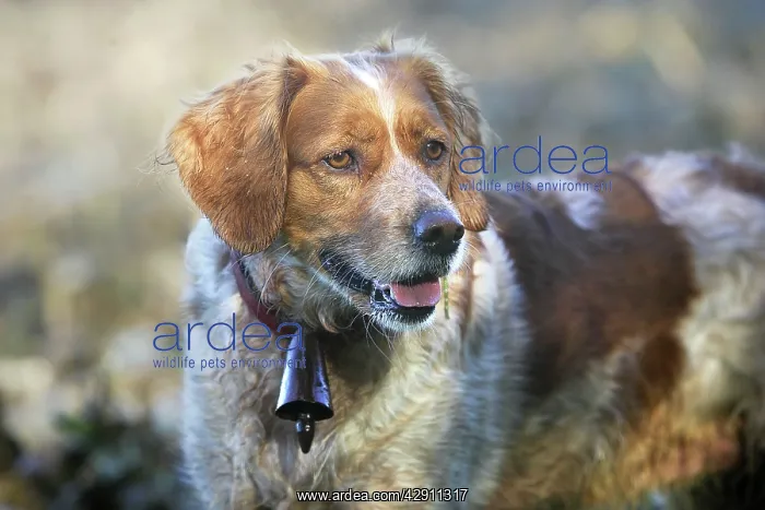 : Brittany Spaniel - with bell around neck : Brittany Spaniel - with bell around neck