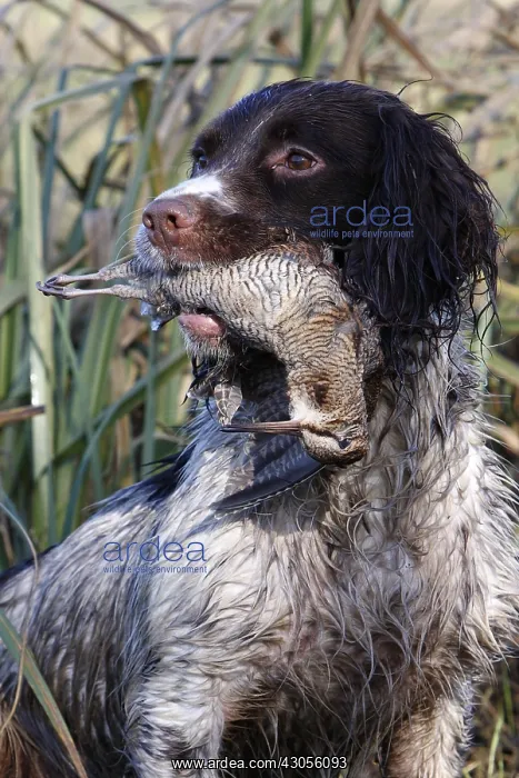 : Brittany spaniel bringing back an Eurasian Woodcock GB : Brittany spaniel bringing back an Eurasian Woodcock GB
