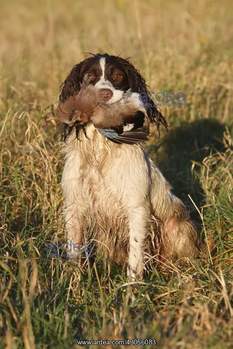  : Brittany spaniel bringing back a European Jay GB