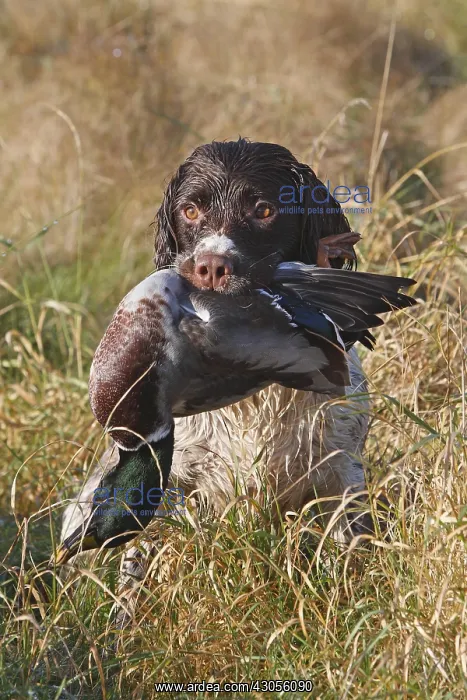 : Brittany spaniel bringing back a Mallard GB : Brittany spaniel bringing back a Mallard GB