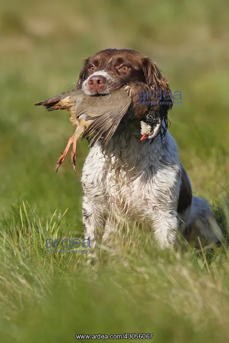 : Brittany spaniel bringing back a Red-legged partridge GB : Brittany spaniel bringing back a Red-legged partridge GB