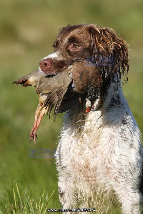 : Brittany spaniel bringing back a Red-legged partridge GB : Brittany spaniel bringing back a Red-legged partridge GB