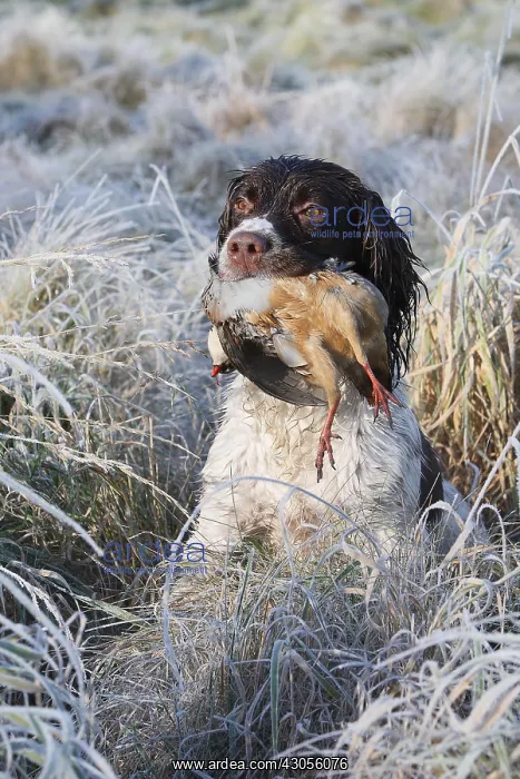 : Brittany spaniel bringing back a Red-legged partridge GB : Brittany spaniel bringing back a Red-legged partridge GB