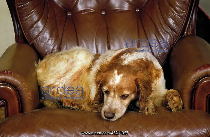 : Brittany Spaniel Dog, Female sleeping on Armchair : Brittany Spaniel Dog, Female sleeping on Armchair