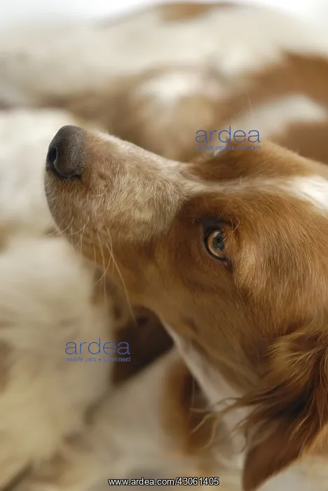 : Brittany Spaniel nursing : Brittany Spaniel nursing