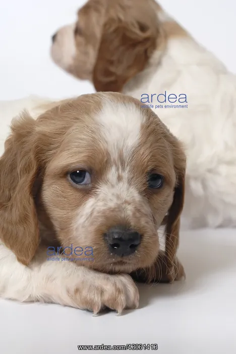 : Brittany Spaniel puppies one month and a half : Brittany Spaniel puppies one month and a half