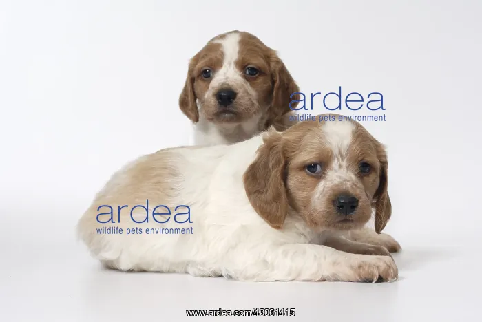 : Brittany Spaniel puppies one month and a half : Brittany Spaniel puppies one month and a half