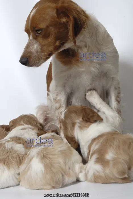 : Brittany Spaniel puppies one month and a half sucking : Brittany Spaniel puppies one month and a half sucking