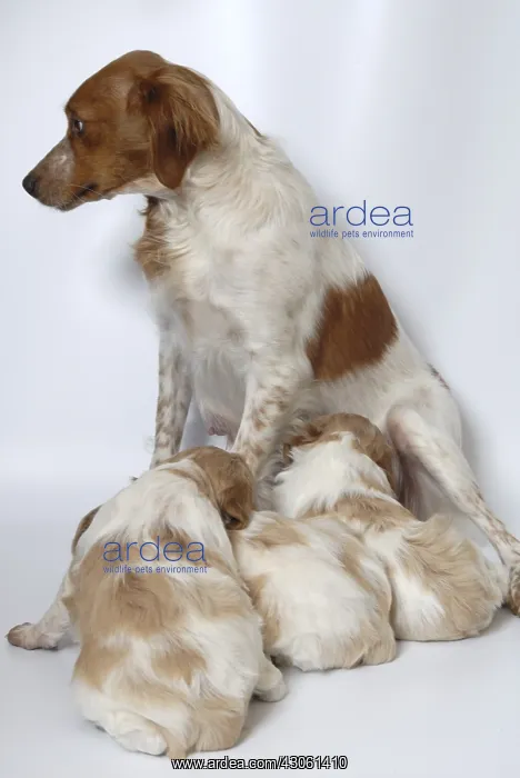 : Brittany Spaniel puppies one month and a half sucking : Brittany Spaniel puppies one month and a half sucking