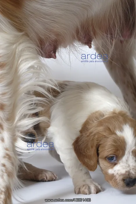 : Brittany Spaniel puppiy one month and a half : Brittany Spaniel puppiy one month and a half