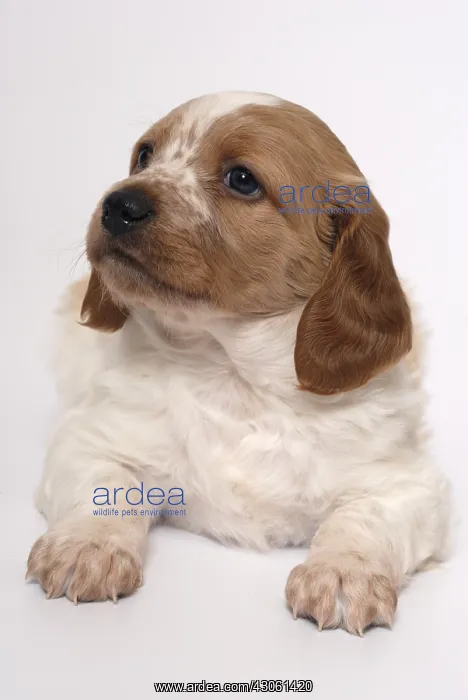 : Brittany Spaniel puppy one month and a half : Brittany Spaniel puppy one month and a half