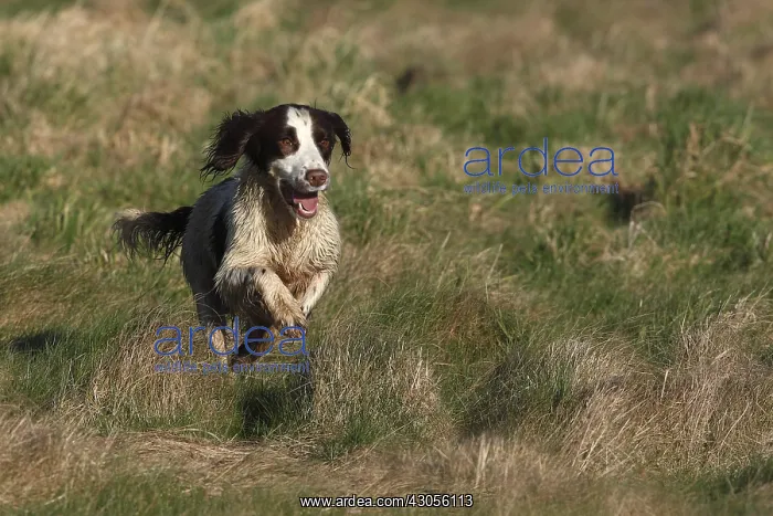 : Brittany spaniel running in the grass GB : Brittany spaniel running in the grass GB