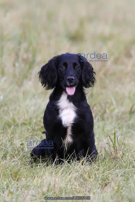 : Brittany spaniel sitting in a meadow GB : Brittany spaniel sitting in a meadow GB