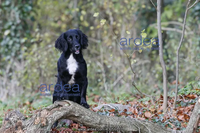 : Brittany spaniel sitting in a wood GB : Brittany spaniel sitting in a wood GB