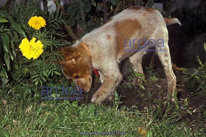 : Brittany Spaniel young bitch digging a hole in the garden : Brittany Spaniel young bitch digging a hole in the garden