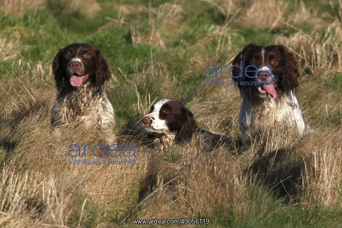 : Three Brittany spaniels in the grass GB : Three Brittany spaniels in the grass GB