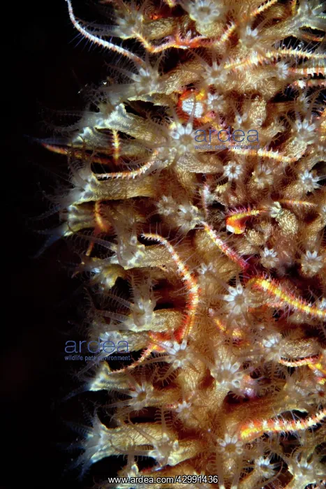  : Brittele Star