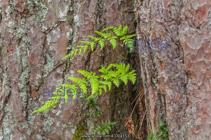 : Brittle bladderfern - two fronds of common fragile : Brittle bladderfern - two fronds of common fragile