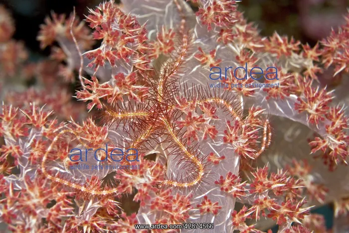 : Brittle Star : Brittle Star