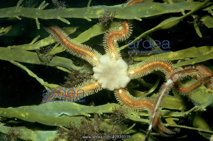 : Brittle Star : Brittle Star