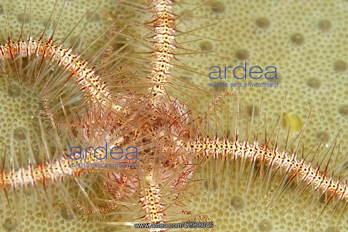 : Brittle Star : Brittle Star