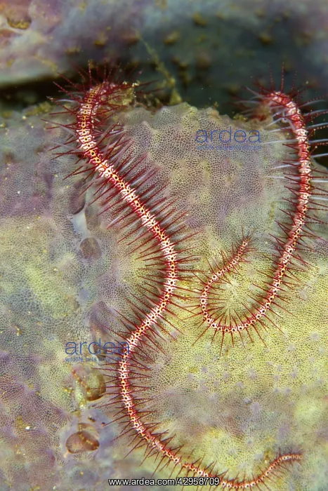 : Brittle Star : Brittle Star