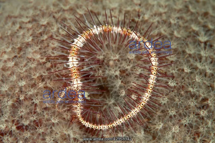 : Brittle Star : Brittle Star