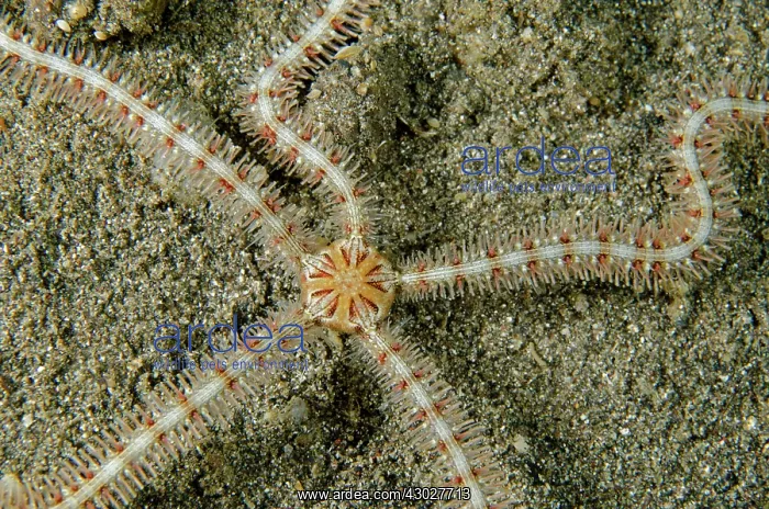 : Brittle Star : Brittle Star
