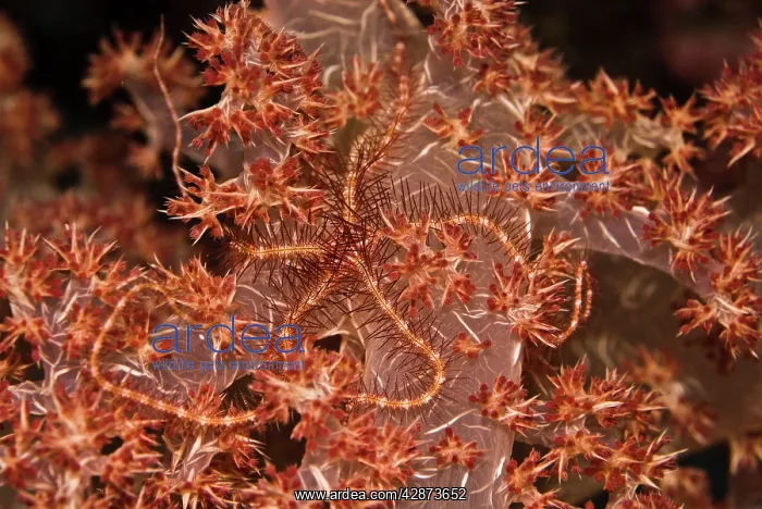 : Brittle Star - Blending into it's home on the soft : Brittle Star - Blending into it's home on the soft